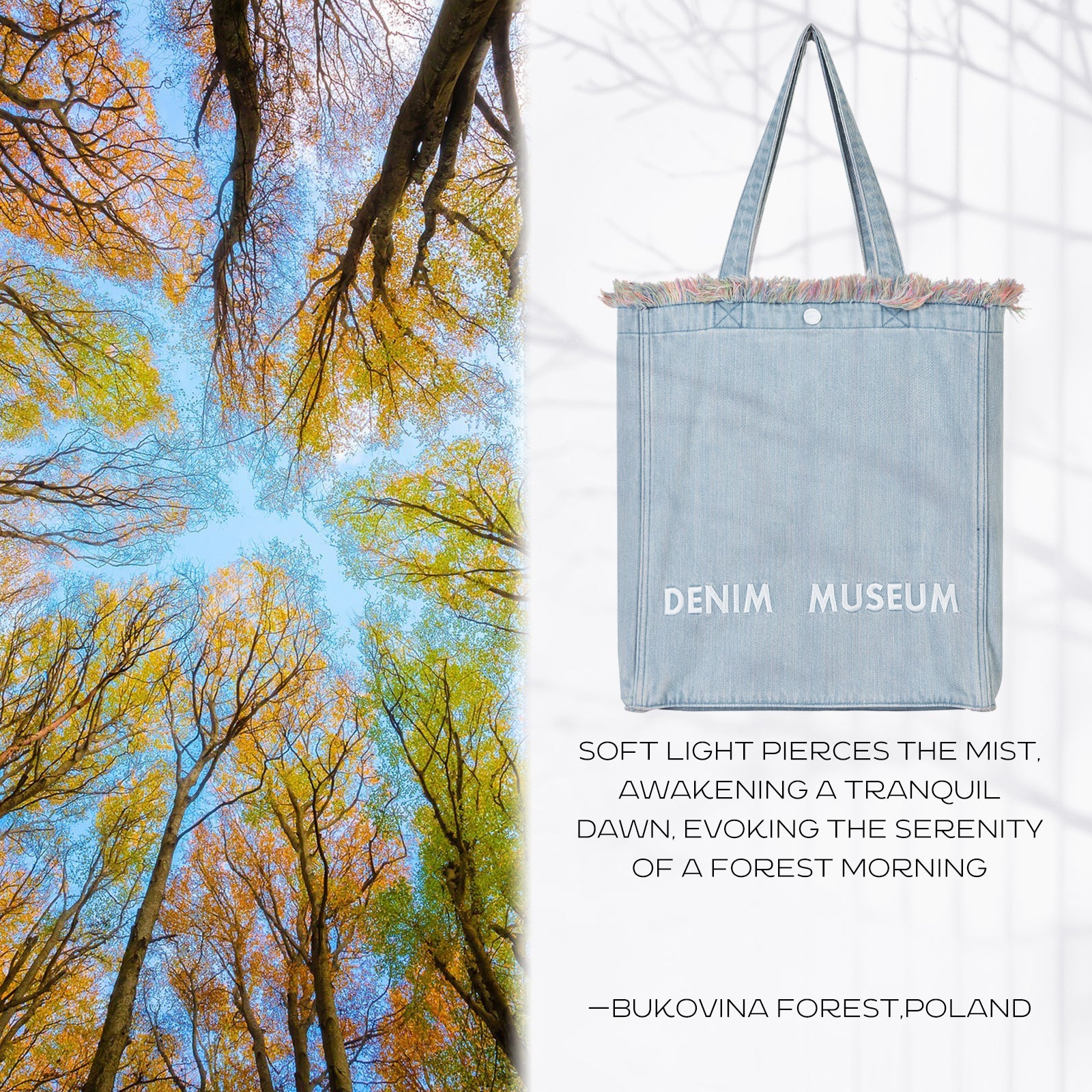 Forest Glow